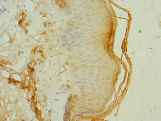 Frs3 Polyclonal Antibody - image 4