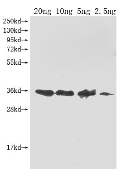 ompA Polyclonal Antibody - image 2