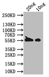 BZLF1 Polyclonal Antibody - image 2