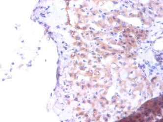 Immunofluorescent analysis of HepG2 cells using CAC12824 at dilution of 1:100 and Alexa Fluor 488-congugated AffiniPure Goat Anti-Rabbit IgG(H+L)