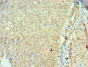 Immunohistochemistry of paraffin-embedded human testis tissue using CAC12837 at dilution of 1:100