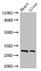 SPIC Polyclonal Antibody - image 4
