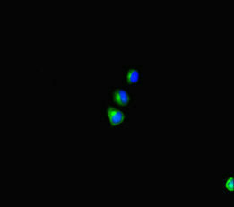 SHROOM3 Polyclonal Antibody - image 3