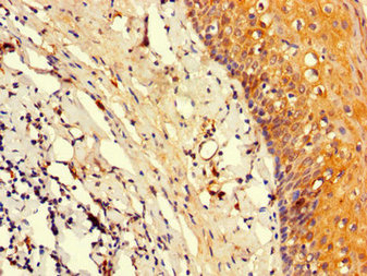 Immunofluorescent analysis of HepG2 cells using CAC12858 at dilution of 1:100 and Alexa Fluor 488-congugated AffiniPure Goat Anti-Rabbit IgG(H+L)