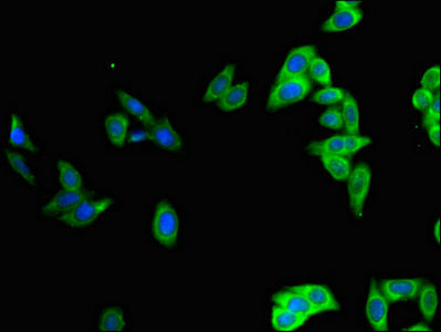 POU2F2 Polyclonal Antibody - image 4