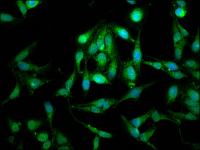 LETM1 Polyclonal Antibody - image 4