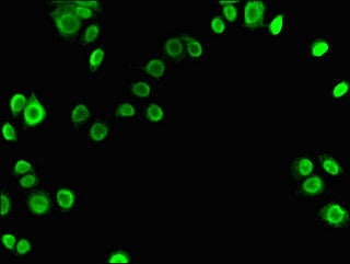 XRCC6 Polyclonal Antibody - image 5