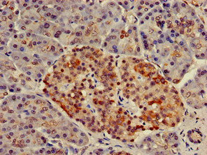 NUP107 Polyclonal Antibody - image 4