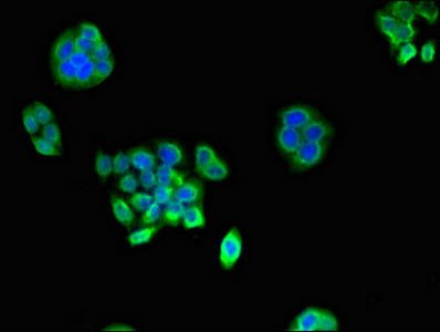 PSMA1 Polyclonal Antibody - image 5
