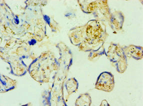 SHMT1 Polyclonal Antibody - image 4