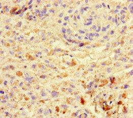 VGLL4 Polyclonal Antibody - image 3