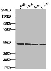 clfA Polyclonal Antibody - image 2