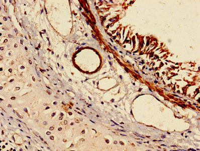 IHC image of CAC12955 diluted at 1:150 and staining in paraffin-embedded human kidney tissue performed on a Leica BondTM system. After dewaxing and hydration, antigen retrieval was mediated by high pressure in a citrate buffer (pH 6.0). Section was blocked with 10% normal goat serum 30min at RT. Then primary antibody (1% BSA) was incubated at 4°C overnight. The primary is detected by a biotinylated secondary antibody and visualized using an HRP conjugated SP system.