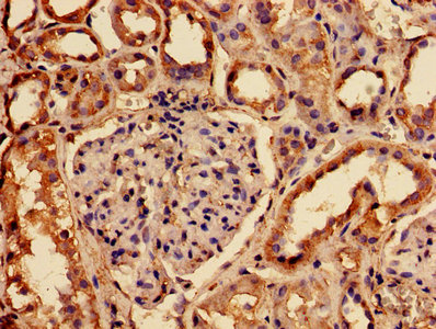 Immunofluorescent analysis of HepG2 cells using CAC12955 at dilution of 1:100 and Alexa Fluor 488-congugated AffiniPure Goat Anti-Rabbit IgG(H+L)