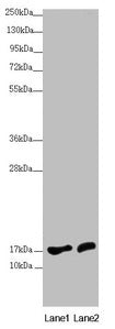 Immunohistochemistry of paraffin-embedded human kidney tissue using CAC12963 at dilution of 1:100