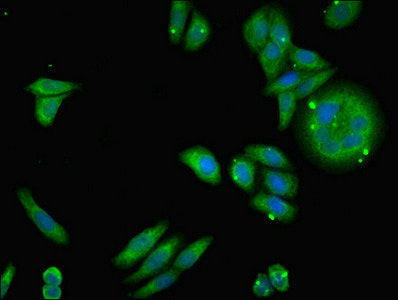 NDUFA12 Polyclonal Antibody - image 5