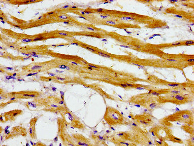 Immunofluorescence staining of Hela cells with CAC12985 at 1:133, counter-stained with DAPI. The cells were fixed in 4% formaldehyde, permeabilized using 0.2% Triton X-100 and blocked in 10% normal Goat Serum. The cells were then incubated with the antibody overnight at 4°C. The secondary antibody was Alexa Fluor 488-congugated AffiniPure Goat Anti-Rabbit IgG(H+L).
