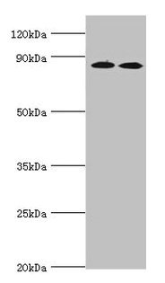 Immunohistochemistry of paraffin-embedded human placenta tissue using CAC12988 at dilution of 1:100