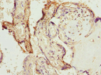BPGM Polyclonal Antibody - image 3