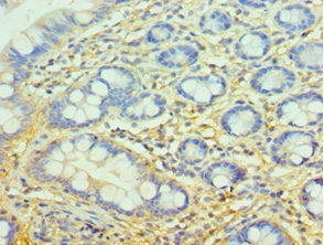 CFH Polyclonal Antibody - image 3