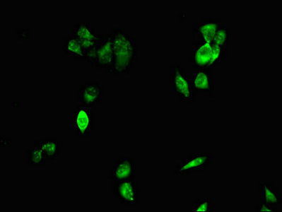 CIDEA Polyclonal Antibody - image 5