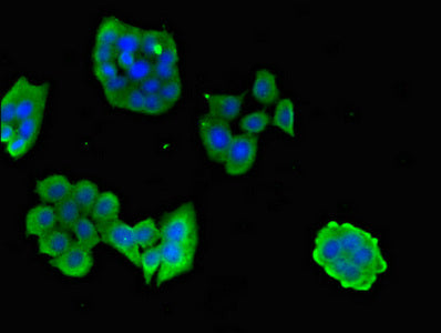 CPB2 Polyclonal Antibody - image 4