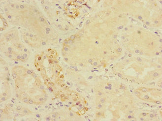 CRIP1 Polyclonal Antibody - image 4