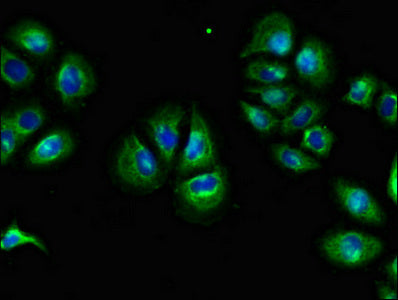 F2RL1 Polyclonal Antibody - image 3