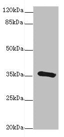 Immunohistochemistry of paraffin-embedded human pancreatic tissue using CAC13042 at dilution of 1:100