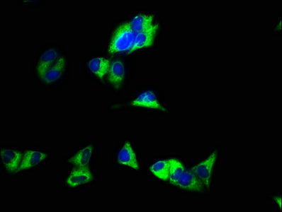 Western Blot, Positive WB detected in: A549 whole cell lysate, All lanes: GJC1 antibody at 3ug/ml, Secondary, Goat polyclonal to rabbit IgG at 1/50000 dilution, Predicted band size: 46 kDa, Observed band size: 46 kDa