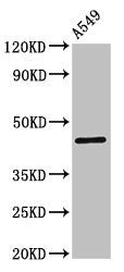 GJC1 Polyclonal Antibody - image 3