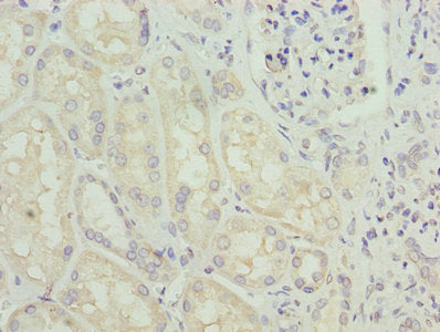 GLS Polyclonal Antibody - image 3