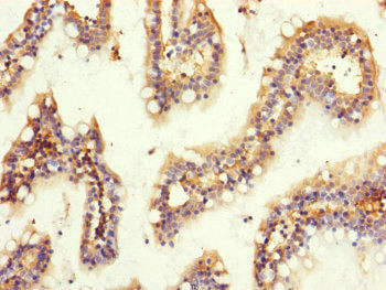 GNB2 Polyclonal Antibody - image 3