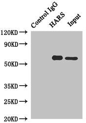 HARS Polyclonal Antibody - image 5