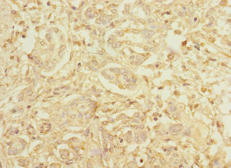 HEPH Polyclonal Antibody - image 3