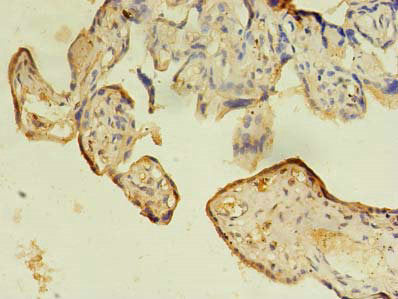 IFRD2 Polyclonal Antibody - image 3