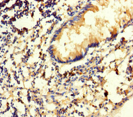 SRM Polyclonal Antibody - image 4