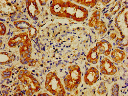 Immunofluorescent analysis of HepG2 cells using CAC13091 at dilution of 1:100 and Alexa Fluor 488-congugated AffiniPure Goat Anti-Rabbit IgG(H+L)