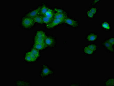 IPP Polyclonal Antibody - image 4