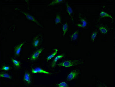 KCNJ1 Polyclonal Antibody - image 3