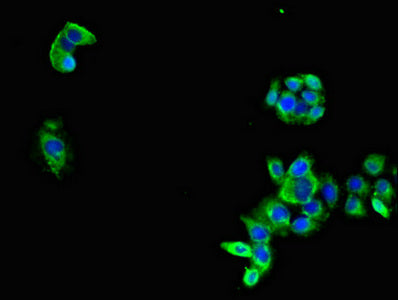 MARK3 Polyclonal Antibody - image 3