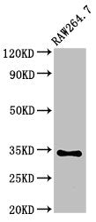 MEOX2 Polyclonal Antibody - image 2