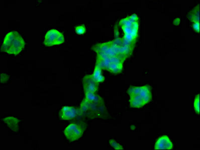 MOBP Polyclonal Antibody - image 3