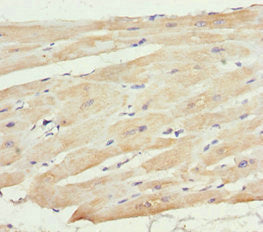 Immunofluorescent analysis of HepG2 cells using CAC13125 at dilution of 1:100 and Alexa Fluor 488-congugated AffiniPure Goat Anti-Rabbit IgG(H+L)