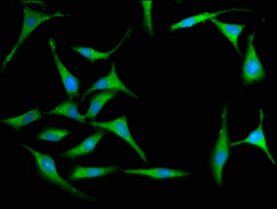 MX2 Polyclonal Antibody - image 3