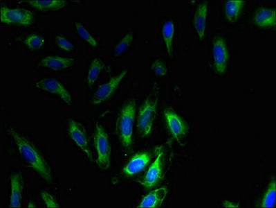 SNRPG Polyclonal Antibody - image 4