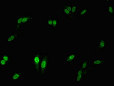 NCF2 Polyclonal Antibody - image 5
