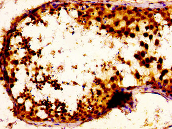 NOVA1 Polyclonal Antibody - image 3
