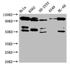 OFD1 Polyclonal Antibody - image 3