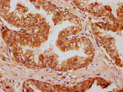 OMD Polyclonal Antibody - image 4